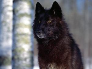 black-wolf2